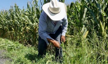 Ayala y Tlaltizapán pierden cosechas por sequía y falta de apoyos,  acusan