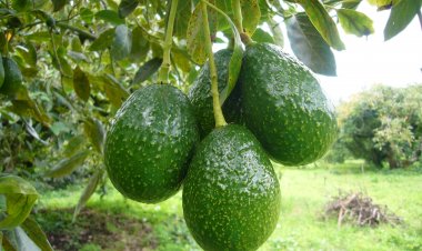 Productores de aguacate refuerzan la seguridad contra robo hormiga; pescan a 5