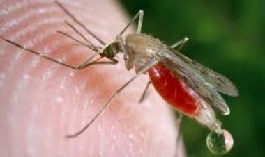 Morelos podría rebasar dos mil casos de dengue