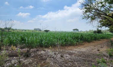 Cosechas de sorgo y maíz, por perderse ante la falta de lluvia