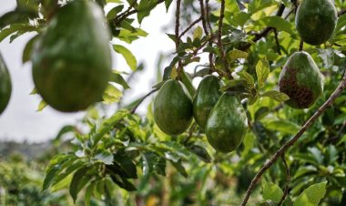 En Tlalnepantla sigue el robo de aguacate, confirmó el edil