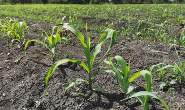 Por falta de lluvia, a punto de perder ocho mil hectáreas de maíz y sorgo