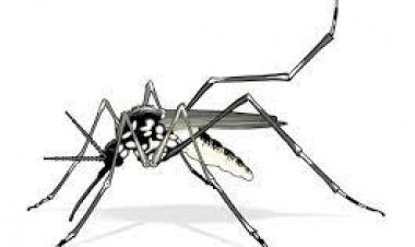 Salud confirma que estamos ya en el ¨pico¨ ante casos de dengue