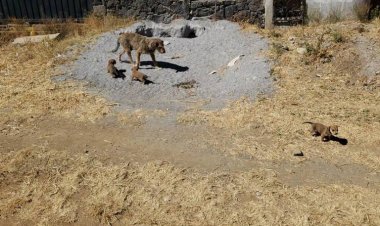 De apenas $300, sanción por maltrato animal en Yautepec