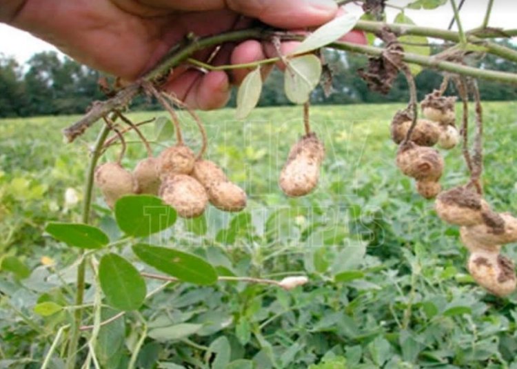 La producción de cacahuate,  en riesgo por falta de apoyo