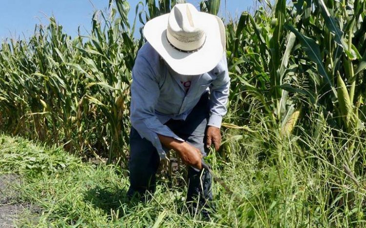 Ayala y Tlaltizapán pierden cosechas por sequía y falta de apoyos,  acusan