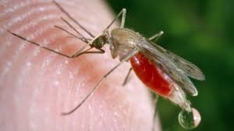 Morelos podría rebasar dos mil casos de dengue