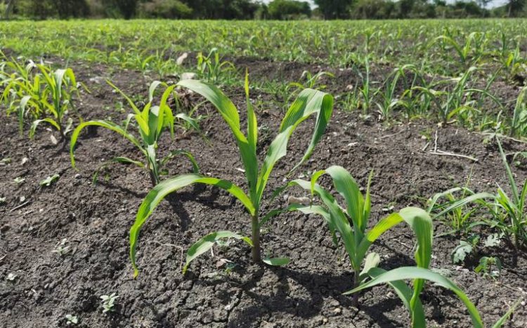 Por falta de lluvia, a punto de perder ocho mil hectáreas de maíz y sorgo