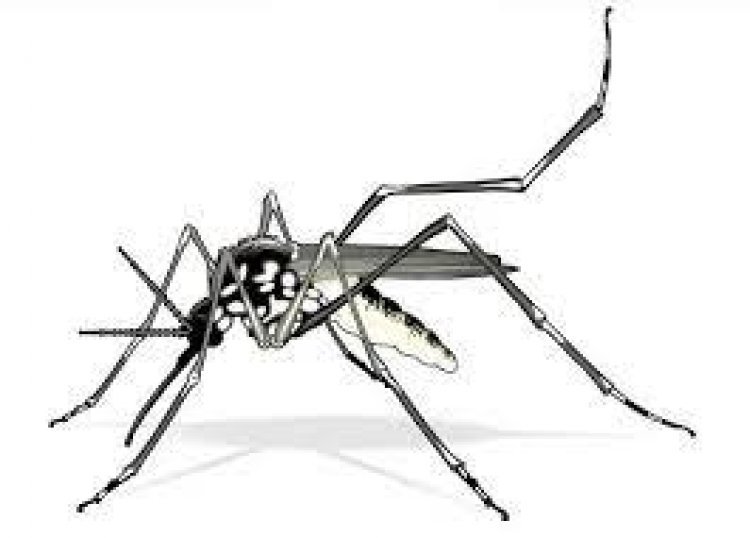 Salud confirma que estamos ya en el ¨pico¨ ante casos de dengue