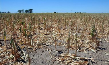 Según campesinos, las lluvias llegan tardías y ya no les sirven