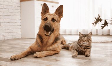 En Hueyapan, informan que por higiene esterilizan a animales