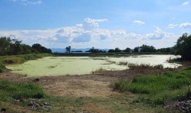 Piden alternativas para tener agua tras pérdida de cultivos