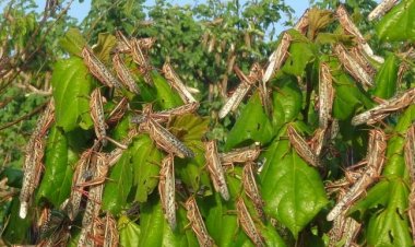 Además de lluvias, ahora plaga de langostas castiga a cultivos