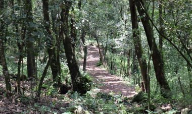 Más de 20 aserraderos clandestinos han sido clausurados en la entidad