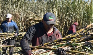 El precio por la tonelada de azúcar cerró en $19 mil 320