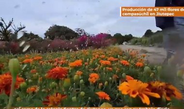 Rafael Reyes informa de gran producción de flores de cempasúchil