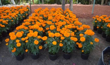 Morelos aporta hasta seis millones de plantas de cempasúchil, informan