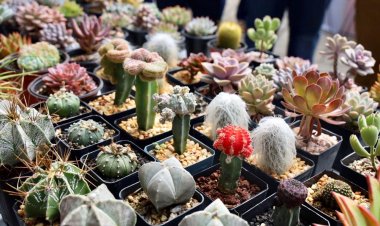 Morelos, sede de la Expo Cactus y Suculentas 2023