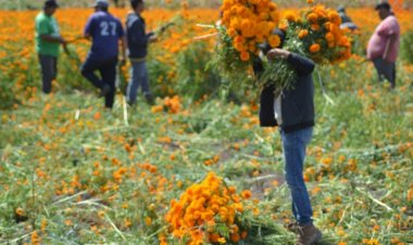 Venta de plantas de cempasúchil no está funcionando como se esperaba
