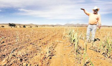 Campesinos culpan a la lluvia por 70% en pérdida de cultivos