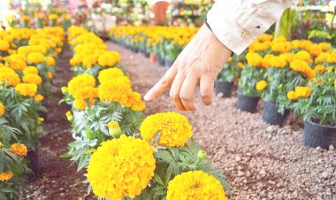 Repuntan ventas de flor de cempasúchil en estos días