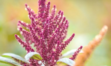 Morelos tiene liderazgo en amaranto, muy demandado durante estas fechas