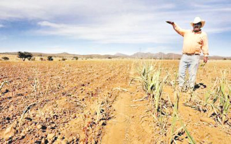 Campesinos culpan a la lluvia por 70% en pérdida de cultivos