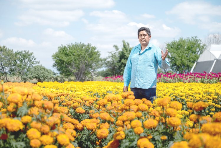 Llaman productores a mantener vivas  tradiciones con la flor de cempasúchil