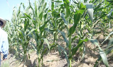 Campesinos, frecuentes víctimas  de extorsión y robo de cosechas