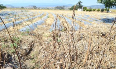 Se prevé grave daño a hortalizas por la sequía
