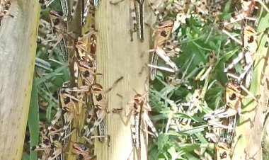 Secretario del agro no sabe qué hacer con langosta y pide ayuda