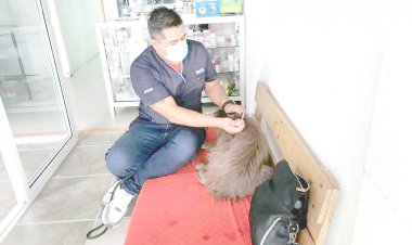 Veterinarios acusan ser víctimas también del crimen organizado