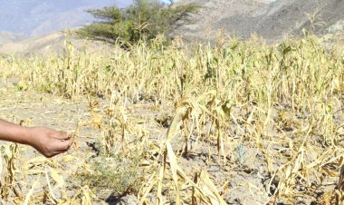 Hasta 70 por ciento, desplome de la producción de granos