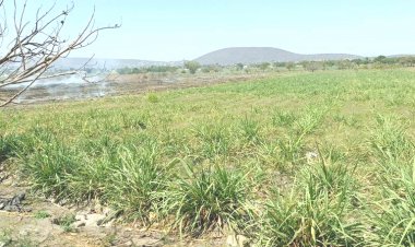Campesinos buscarán mejorar la variedad de caña para más dinero