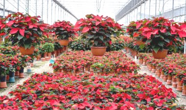 Nuevamente, Morelos se posiciona con el liderazgo en producción de nochebuena