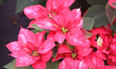 Jiutepec logra producir 341 mil plantas de Nochebuena