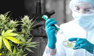 Laboratorio de cannabis será instalado en Ayala muy pronto