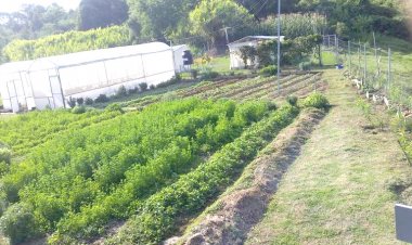 En El Hospital cambiaron químicos por los biofertilizantes para ahorrar