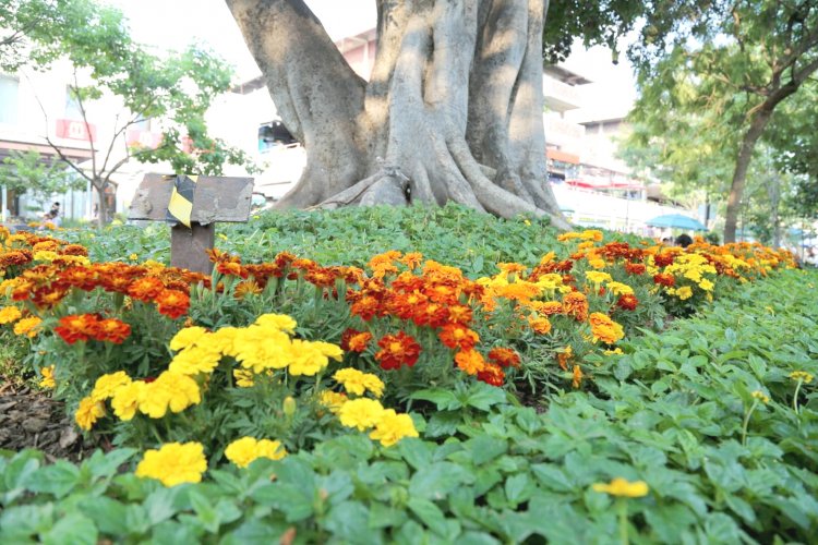 La Plaza de Armas de Cuernavaca está adornada bellamente con coloridas flores