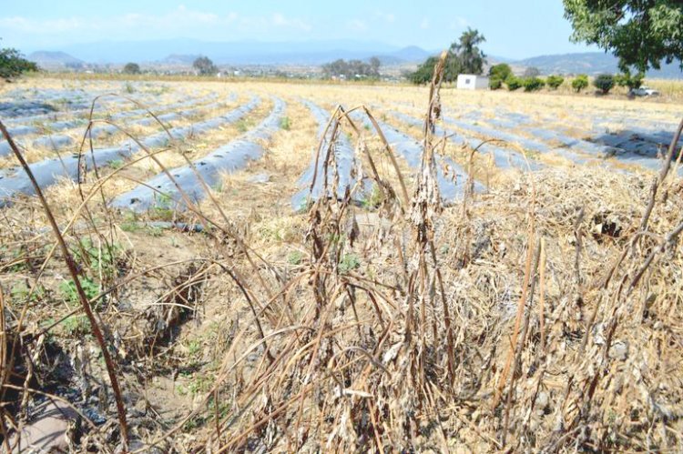 Se prevé grave daño a hortalizas por la sequía