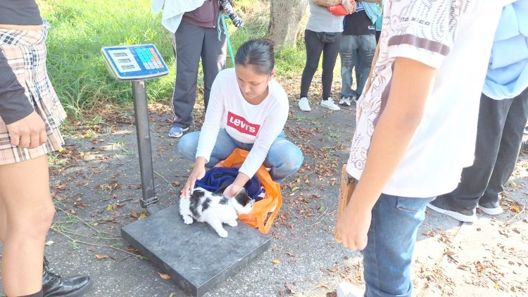 Dos mil 110 esterilizaciones de perros y de gatos en 2023 en Jiutepec