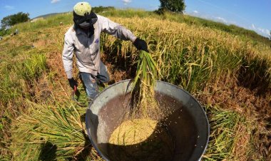Advierten por inminente desaparición del arroz Morelos; no ha habido apoyo
