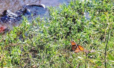 Indagan presencia de mariposas monarca en la zona de Cuautla