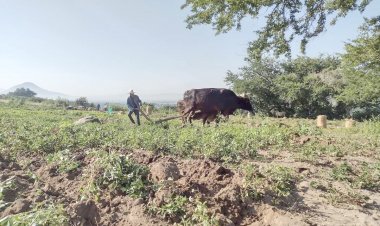 Sorgueros y maiceros tuvieron pérdidas por la lluvia escasa y los precios bajos