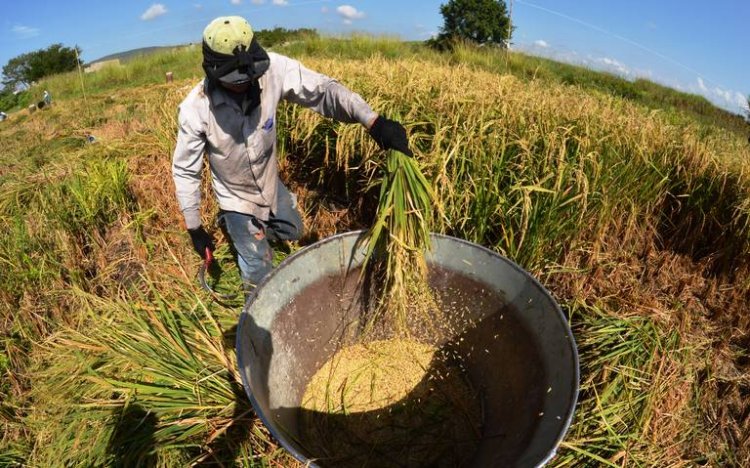 Advierten por inminente desaparición del arroz Morelos; no ha habido apoyo