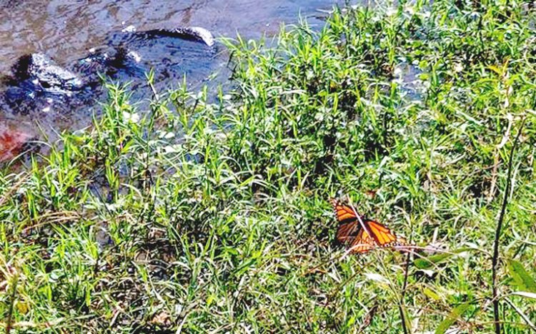 Indagan presencia de mariposas monarca en la zona de Cuautla