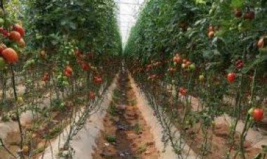 Los fríos mataron productos hortícolas en 100 hectáreas