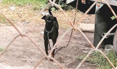 Atenderán gobierno y Fiscalía  situaciones de maltrato animal