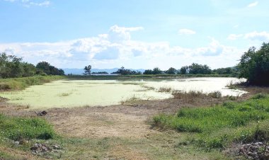 Prevén magras cosechas incluso para la caña por la falta de agua