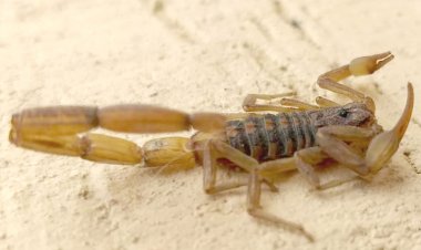 Dice IMSS contar con antídoto contra la picadura de alacrán